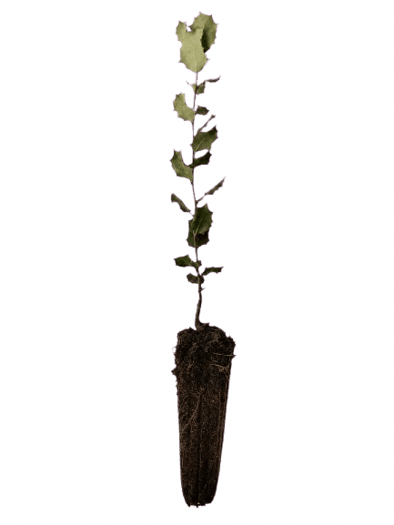 Plantón de árbol recién brotado, símbolo del voluntariado