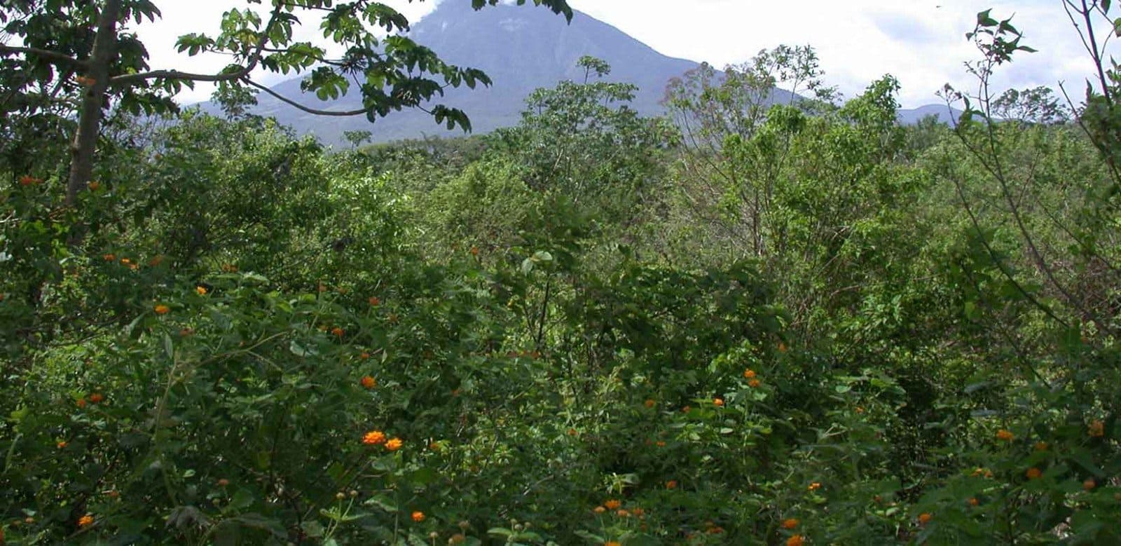 Parcela completamente cubierta de bosque tropical recuperado en 2014